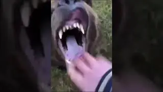 Shitpostatus