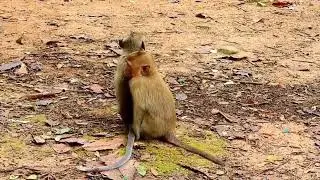 Little Monkey Rojo and Little Monkey Nori are challenging for cute baby monkey Rainbow