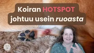Koiran hotspot, märkivä ihotulehdus – miksi ruokinta on usein taustalla