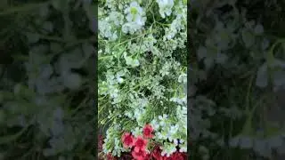 Fall flowers DIy Miami flower Wholesaler