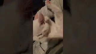 Kitten Khao Manee Exotic Rare Angel Eyes Cleaning Herself