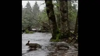 Rabbits are escaping the flood.#rabbit #flood #escape #shortvideo #shorts