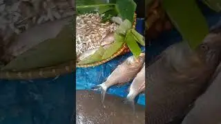 #fishmarket #amazingfishcutting #bigfish #indianfish #amazingbigfish #shorts