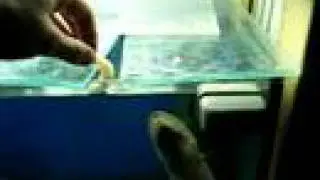 Feeding my Three-Toed Amphiuma Salamander - part 1