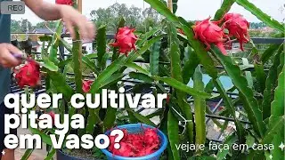 O SEGREDO PARA CULTIVAR PITAYA EM VASO NO TERRA&Ccedil;O DA SUA CASA APRENDA ESSE METODO E COLHA BASTANTE!