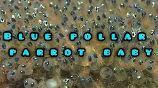 Blue Polar Parrot Baby: A Journey from Hatchling to Feathers!