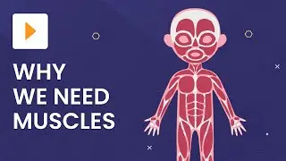 Типы мышц и из чего они состоят | Наука | ClickView