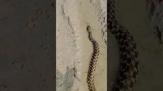 Water Snake Spotted in Shallow Field