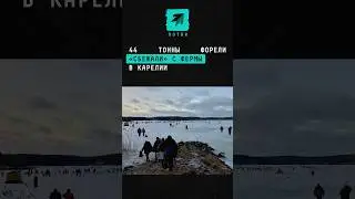 44 тонны форели &laquo;сбежали&raquo; с фермы в Карелии #поток #новости #форель #сбежала #ферма #карелия #рыба