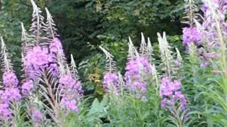 Rose Bay Willow Herb -  Chamaenerion angustifolium - Sigursk&uacute;fur - Villijurtir  - Sk&oacute;garpl&ouml;ntur