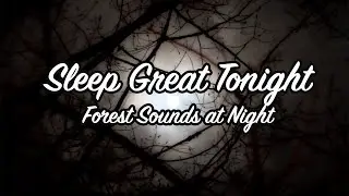Fall Asleep - Relaxing Forest Nature Sounds at Night