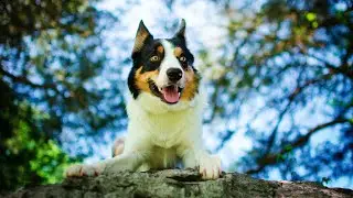 Do Border Collies Need a Lot of Mental Stimulation?