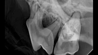 Veterinary Dentist's ULTIMATE Guide to Reading Veterinary Dental Radiographs & X Rays