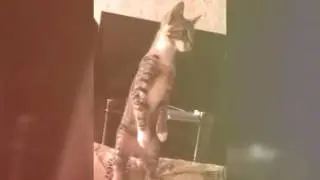 Cat on post