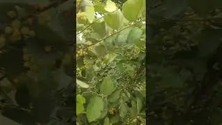 Falsa/Grewia fruit #farming #ytshortsindia #shorts