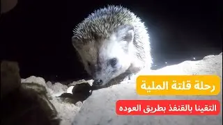 قلتة الملية شمال الرياض (القرينة) 2024