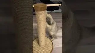 Dofu The Cat VICIOUSLY ATTACKS Scratching Post!!!!!