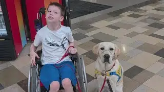 CBS News Texas' Canine Companions pup  Lonestar gets real-world service dog training