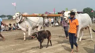ఎమ్మిగనూరు న్యూ కేటగిరి విభాగం,10వ జత నారాయణపురం గిత్తలు