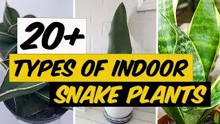 21 Types of Indoor Snake Plants - The Planet of Greens