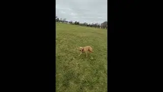 Come for a walk