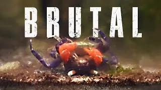 🦀 I CAUGHT MY VAMPIRE CRABS MATING