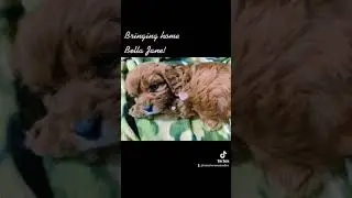 Bringing Home Bella Jane Cavapoo Puppy!