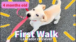 [Labrador Retriever puppy] Curiosity beats fear.important things to think about while walking.
