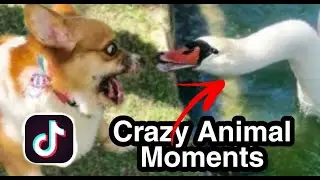 Tiktok most watched animal moments , funny animal videos , Most viewed , trends | 2021