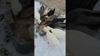 Morning duck feeding: all 9 showed up yelling for food 🦆 No geese today!