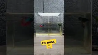 ada yang tau,jenis ikan cupang ini?