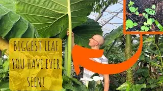 Colocasia gigantea 'laosy giant' - A leaf as big as you are