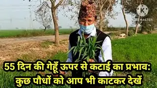 55 दिन की गेहूँ कुछ पौधों को आप भी काट कर देखें