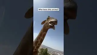 Who loves this animal ? #giraffe #the_world #india #zoo #jordan