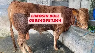 MONGGO SAPI LIMOSIN BULL 👍👍