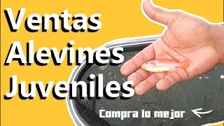 Alevines Juveniles de Tilapia 💧Cr&iacute;a de Calidad de Nuestra Famosa Granja