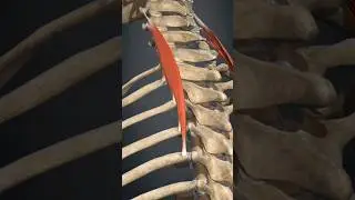 🧠💪 Подвздошно-рёберная мышца шеи📚 Musculus iliocostalis cervicis