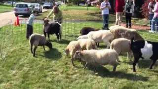 Lindsey's 3rd Birthday - Barnyard Petting Zoo