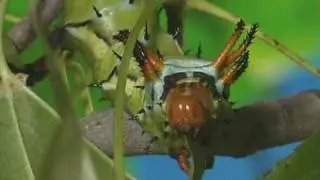 Hickory horned devil caterpillar feeding