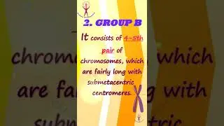 Chromosome Classification