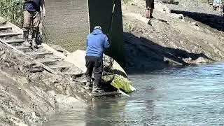 King Salmon Fishing @ Ship Creek Alaska #alaska #fishing #shipcreek