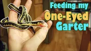 Feed my Pet Friday: Nearly Headless Nick!