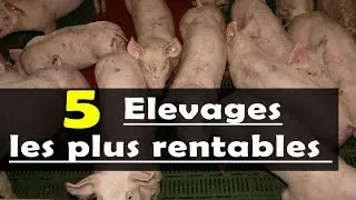 ELEVAGE: Les 5 secteurs les plus rentables en Afrique