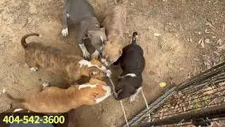 American Bullies!!! A Yard Full Of Bullies! 🫣