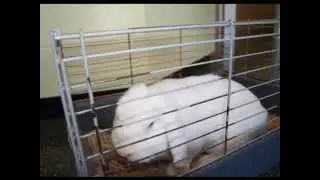 CLINICAN, CENTRO DE REPRODUCCI&Oacute;N Y FERTILIDAD CANINA