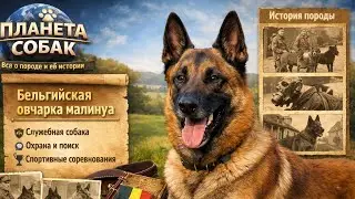 Бельгийская овчарка малинуа Планета собак Все о породе и ее истории 