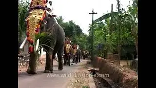 Caparisoned decked-up hathis parade through a village in South India: Elephant Festival in Kerala