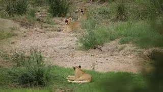 Lion Cubs Yawning Copyright Free Animal Videos