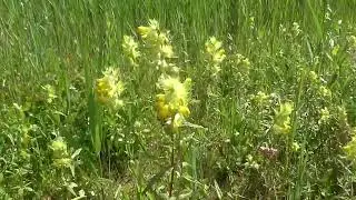 Grote ratelaar - Rhinanthus angustifolius