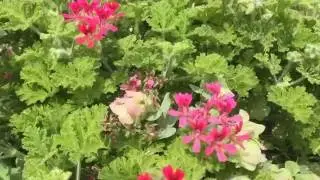 Origanum Kent Beauty Ornamental Oregano Lemiaceae